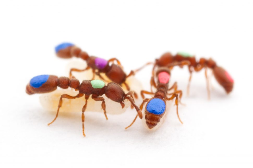 Cientistas colocam tinta em formigas para estudá-las