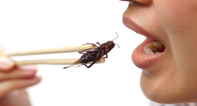 startups estão investindo no cardápio com insetos
