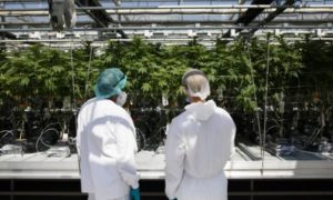 Coca-Cola estuda lançar bebida à base de maconha