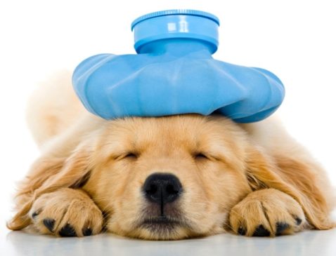 Animais também sofrem com enxaqueca?