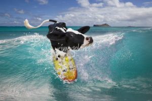 Vacas no mar: Holanda terá a primeira fazenda flutuante