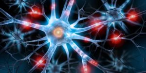 Brasileiros criam neurônios em laboratório