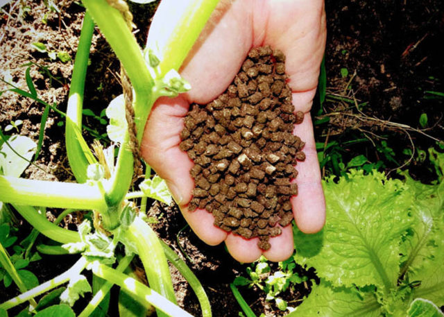 Embrapa desenvolve fertilizante orgânico nitrogenado