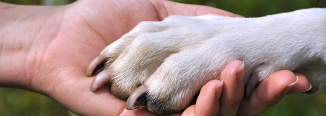 Você deveria ganhar licença quando seu animal de estimação morre?