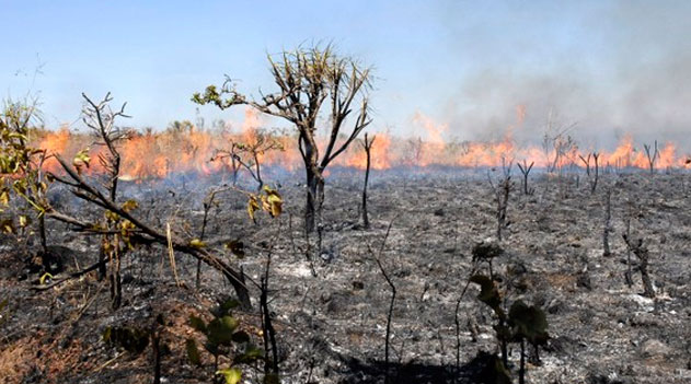 Para cientistas, desmatamento da Amazônia pode triplicar em cenário Bolsonaro