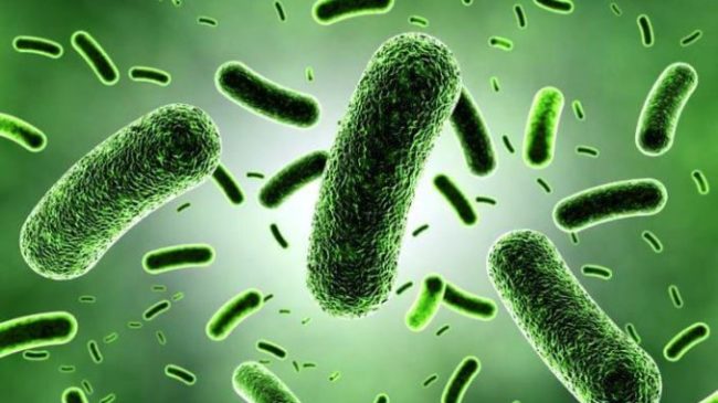 Cientistas propõem criar ‘arca de Noé’ de micróbios que protegem a saúde