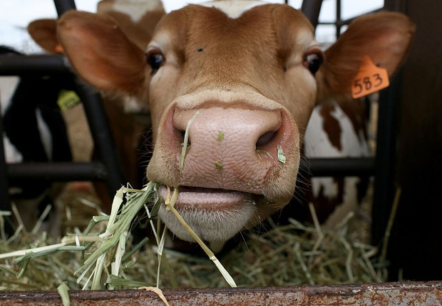 Vaca conectada aumenta produtividade de fazendas chinesas